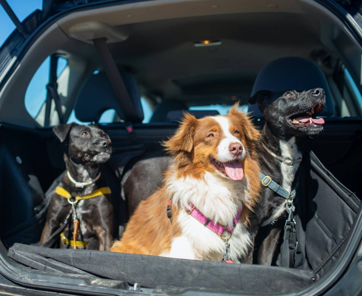 Conoce la normativa para llevar al perro en el coche de forma segura