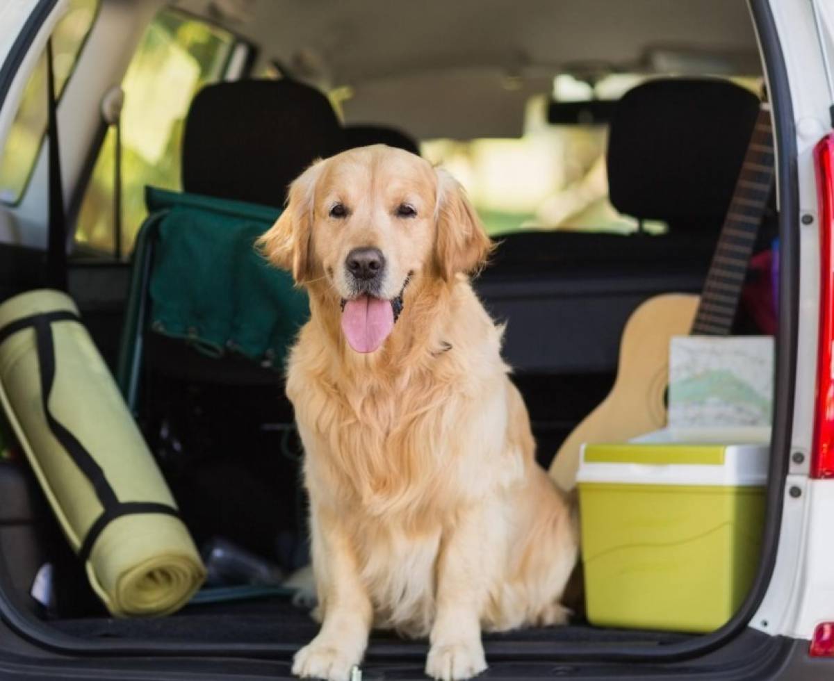 Útiles consejos para viajar con el perro en el auto