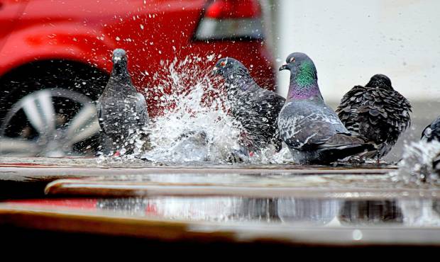 $!Según los datos del estudio las palomas prefieren defecar en coches rojos