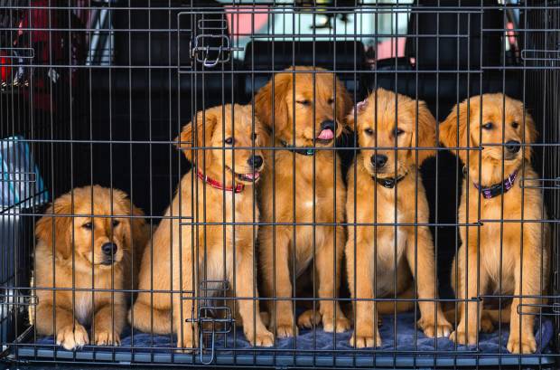 $!No podremos dejar al animal solo en el coche.