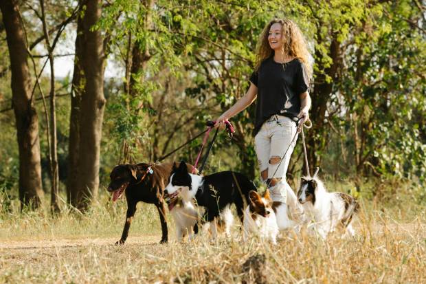 $!En Ciudad de México es posible pagar las multas paseando perros durante unas horas