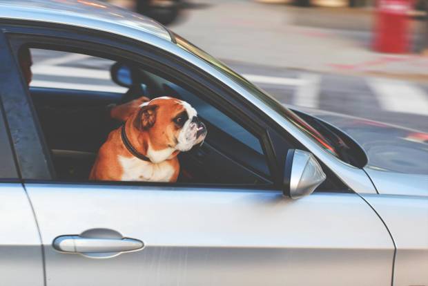 $!Dejar a tu perro en el coche con calor está totalmente prohibido