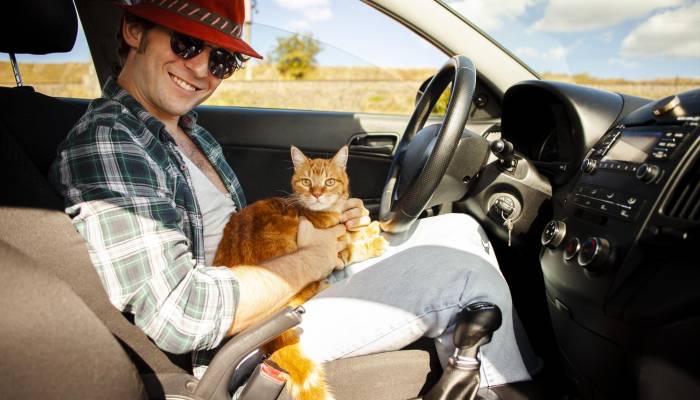 Los gatos deben ir de formas concretas en el coche por nuestra seguridad y la suya