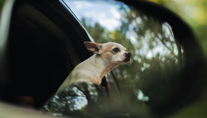 ¿Pueden multarte si tu perro saca la cabeza por la ventanilla?