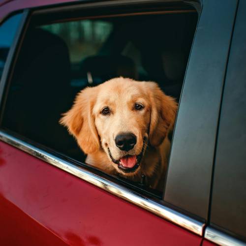 Cuidado si dejas a tu perro en el coche si hace calor