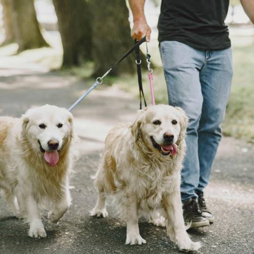 Una ciudad permite saldar las multas de tráfico paseando perros como trabajo comunitario