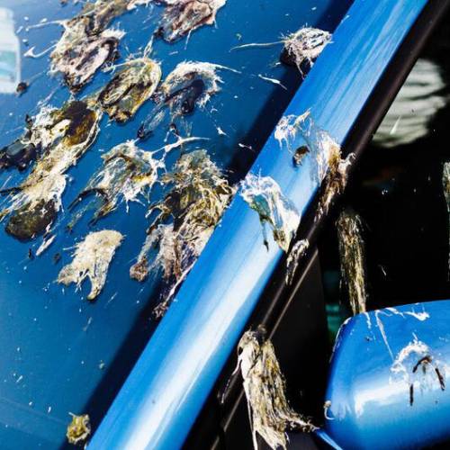 ¿Los excrementos de pájaro dañan la pintura del coche? Descubre como protegerte de este ‘marrón’