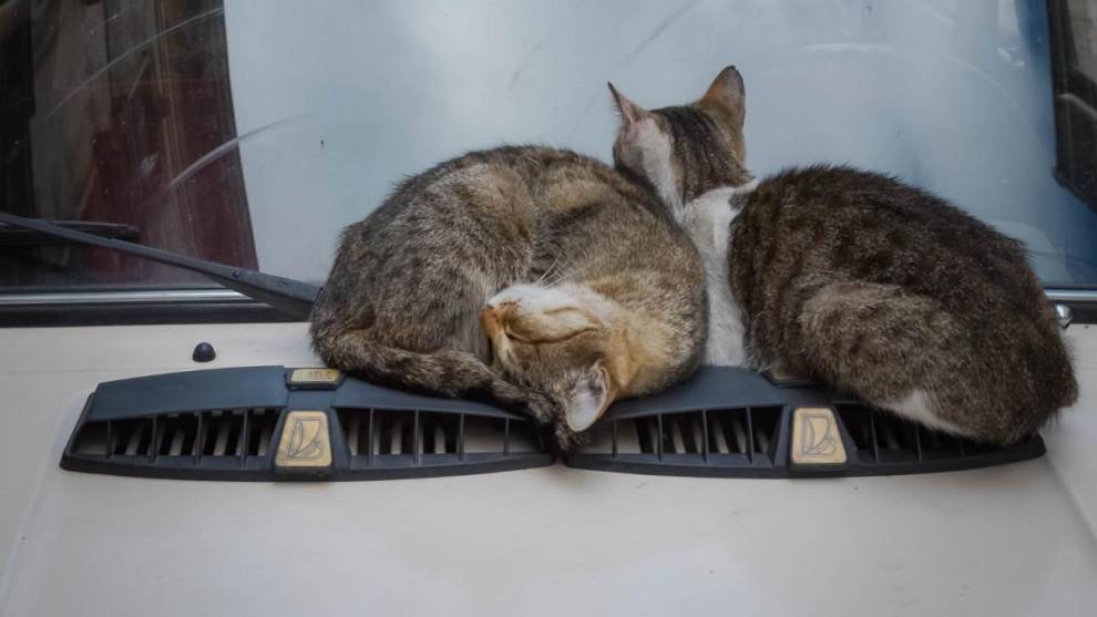 Dos gatos callejeros sobre el capó de un coche