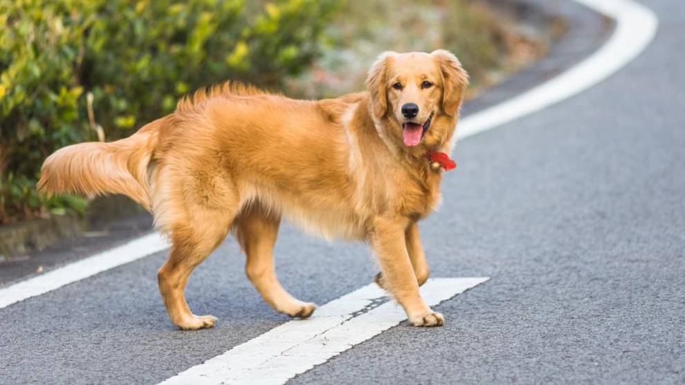 Los accidentes de tráfico por el atropello de perros y gatos aumentaron un 5,12% en 2022