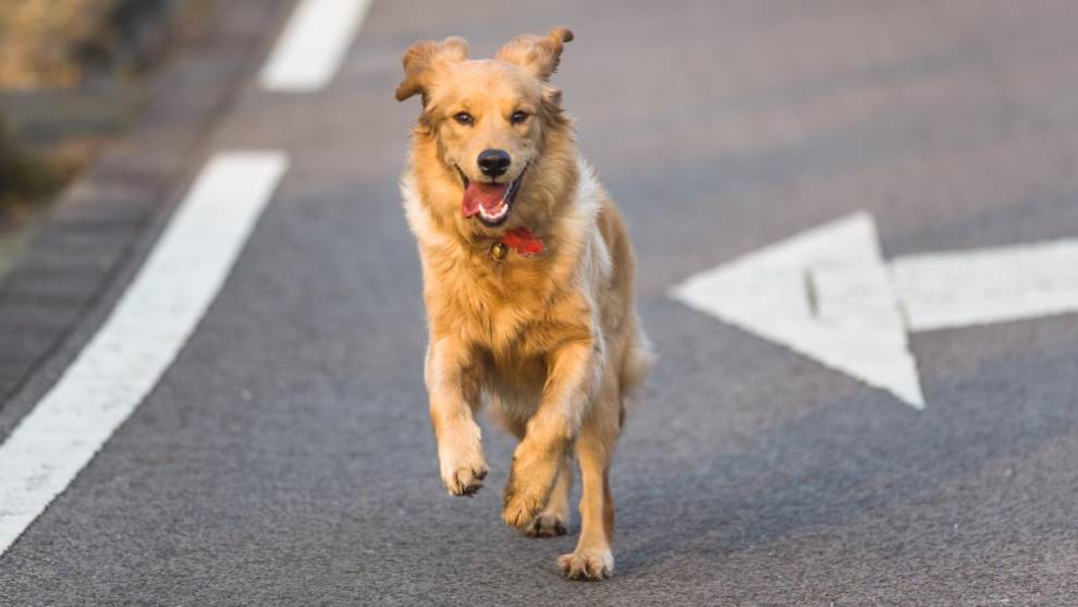 En 2022 se produjeron 3.406 accidentes de tráfico por el atropello de perros y gatos
