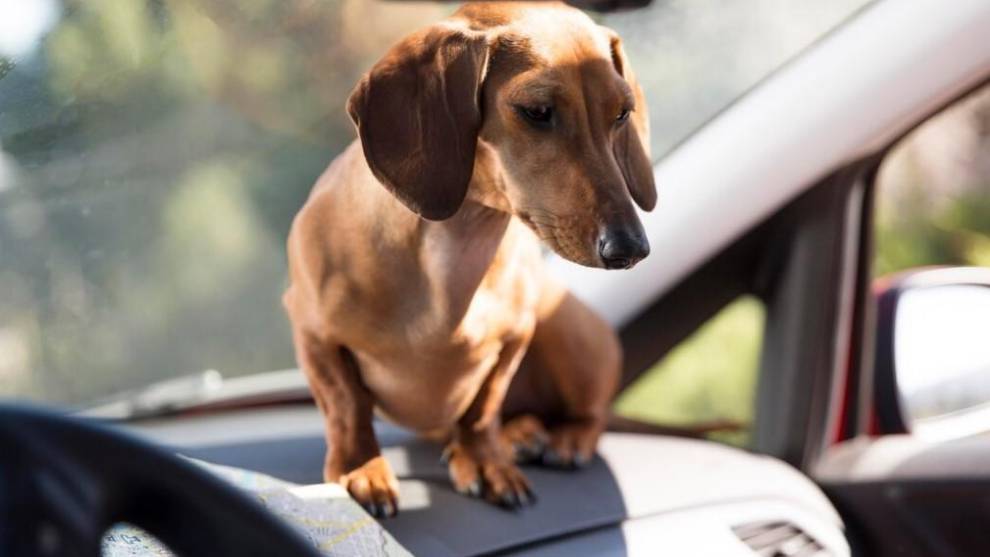 No dejes así a tu perro en el coche si no quieres ser multado