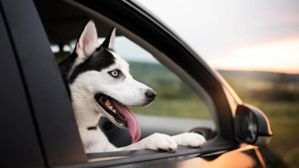 ¿Cuál es la multa por dejar a tu perro en el coche al aparcar?