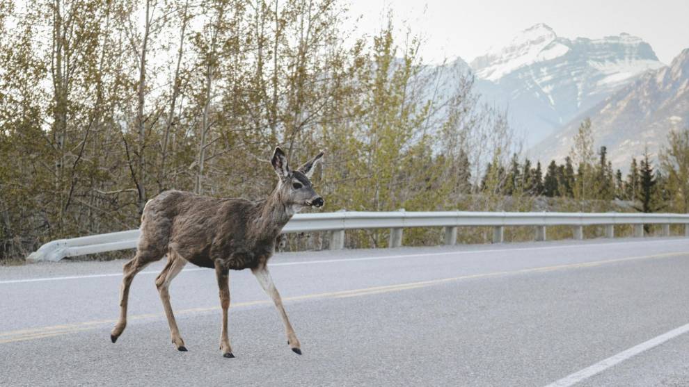 En Cataluña se ha instalado una IA que detecta la presencia de animales