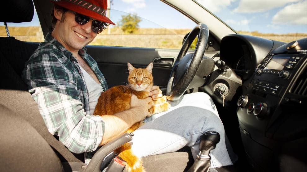 Los gatos deben ir de formas concretas en el coche por nuestra seguridad y la suya
