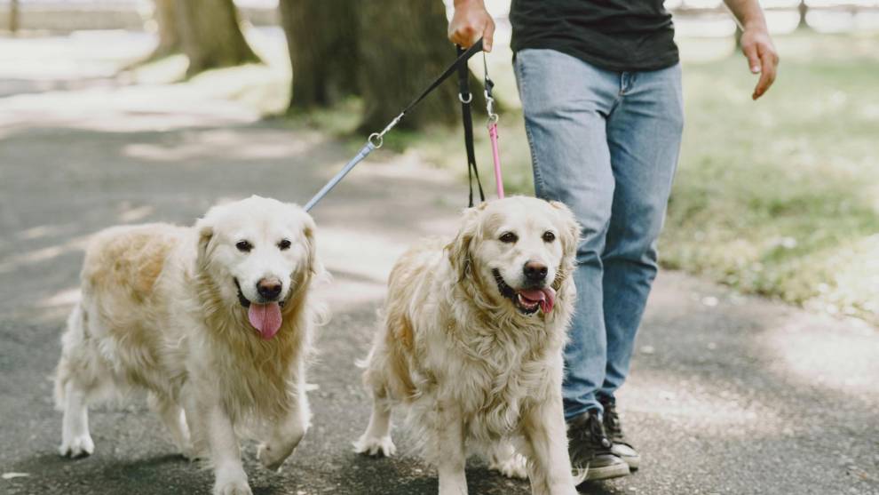 Una ciudad permite saldar las multas de tráfico paseando perros como trabajo comunitario