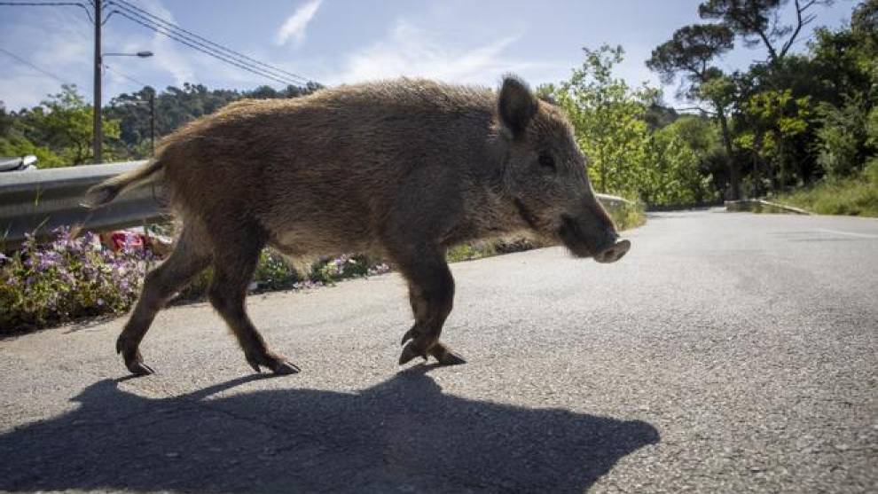 ¿Cómo debemos actuar cuando nos encontramos un animal en la carretera?