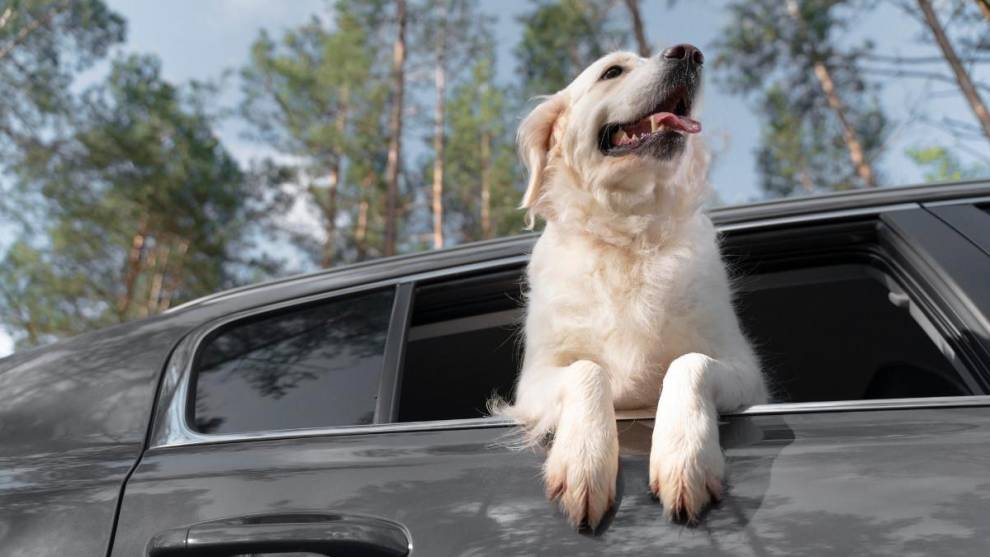 Viajar con tu perro es una responsabilidad y de conocer la normativa