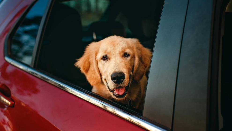 Cuidado si dejas a tu perro en el coche si hace calor