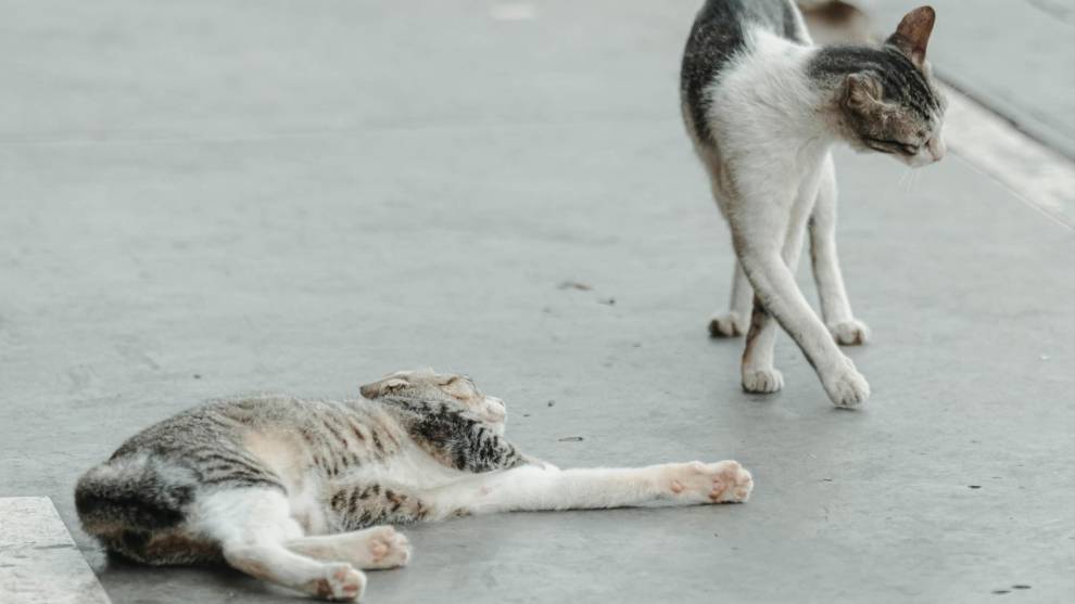 Una señal que le da prioridad a los gatos y pide precaución con ellos