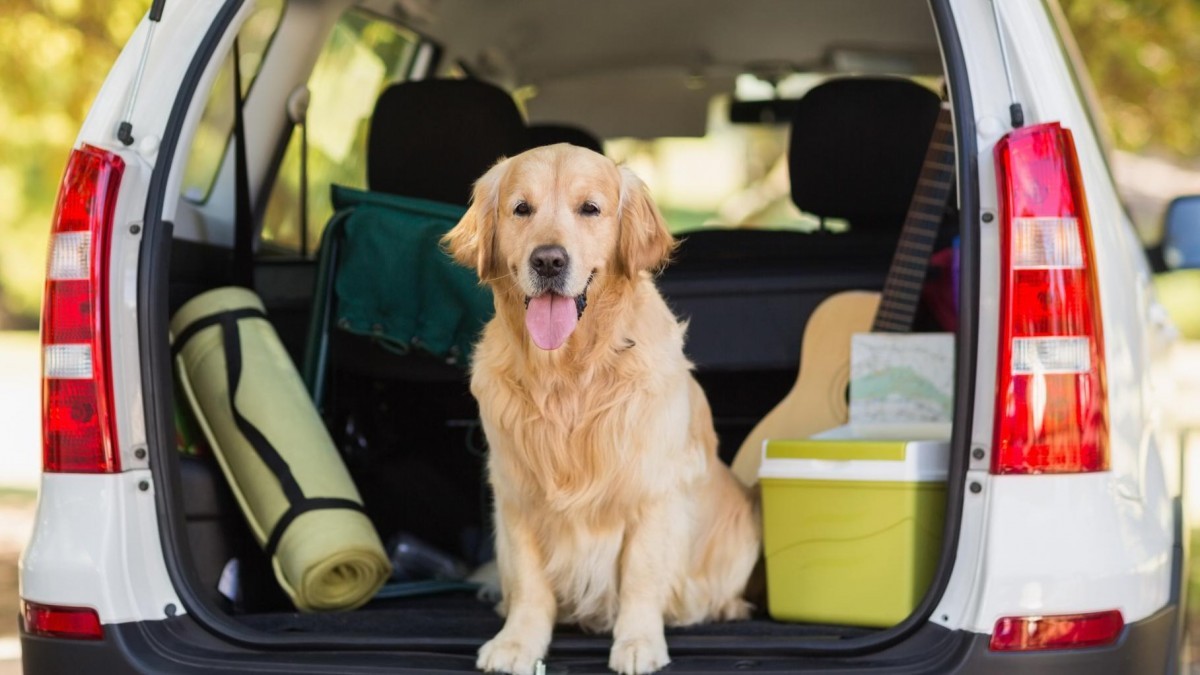 Tu perro irá muy cómodo este verano con esta funda para el maletero que  cuesta 25 euros en  - Periodismo del Motor